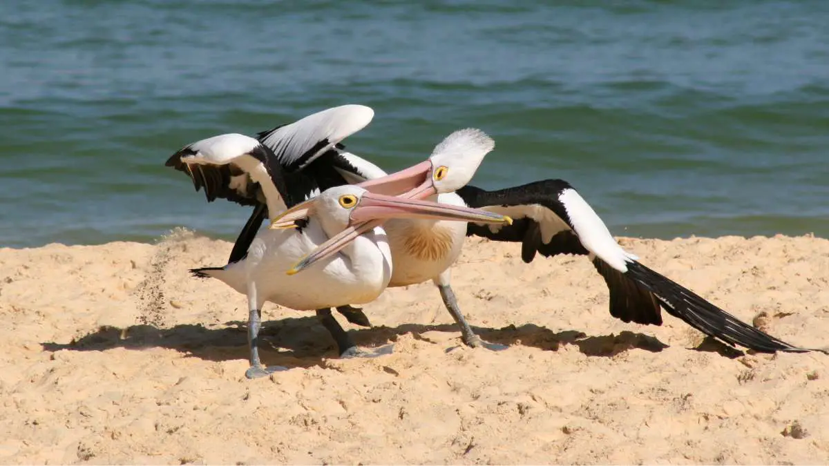 Are Pelicans Aggressive