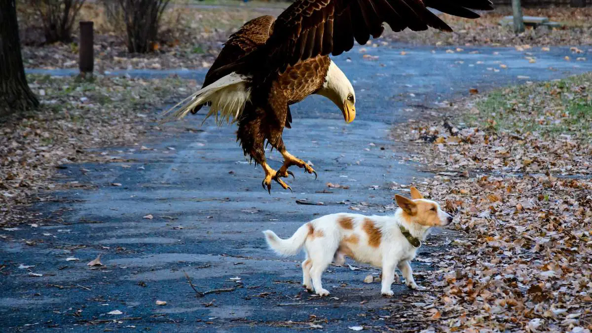 Can eagles pick up dogs