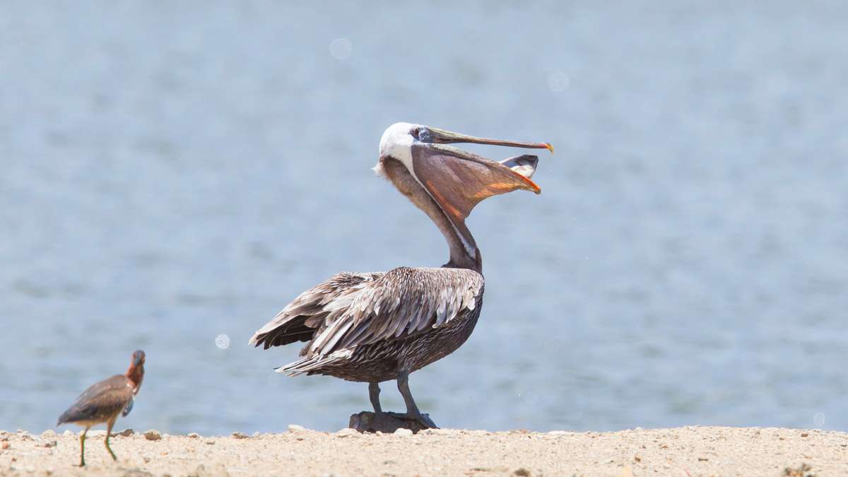 Do Pelicans Eat Birds