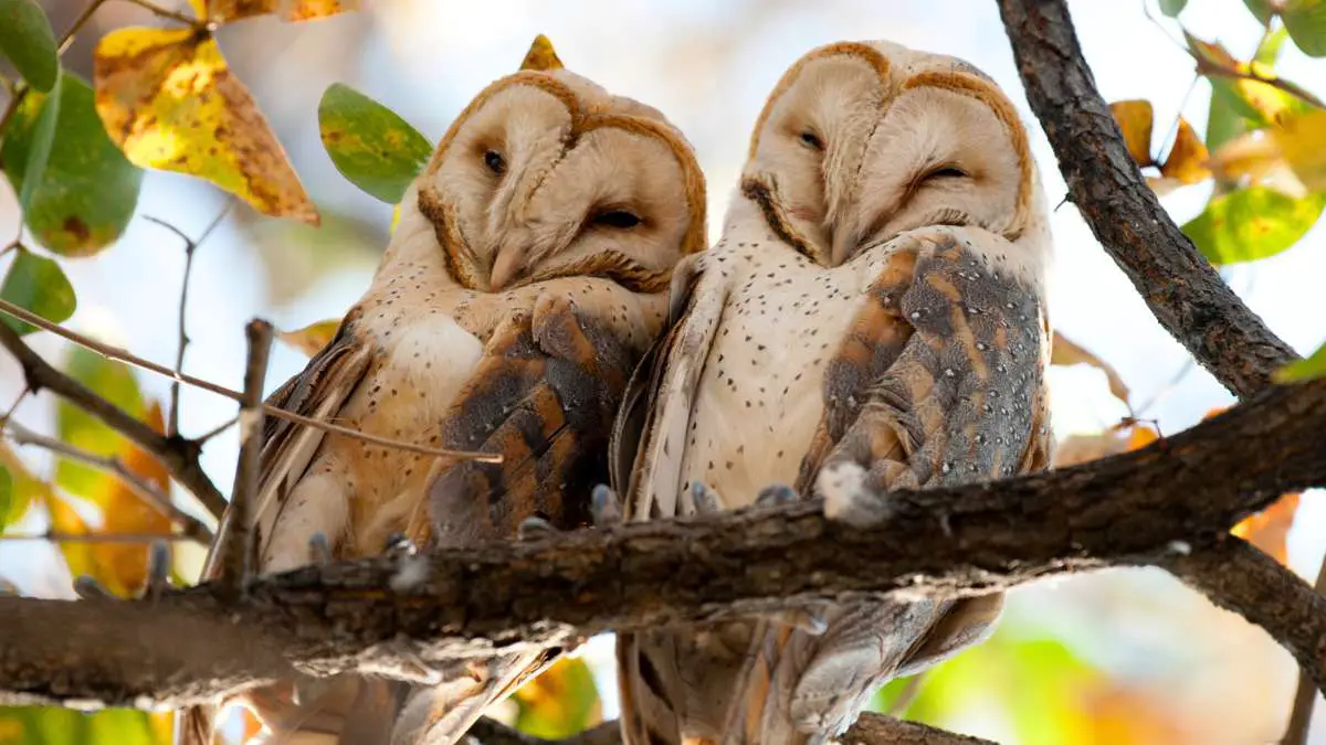 Do owls mate for life