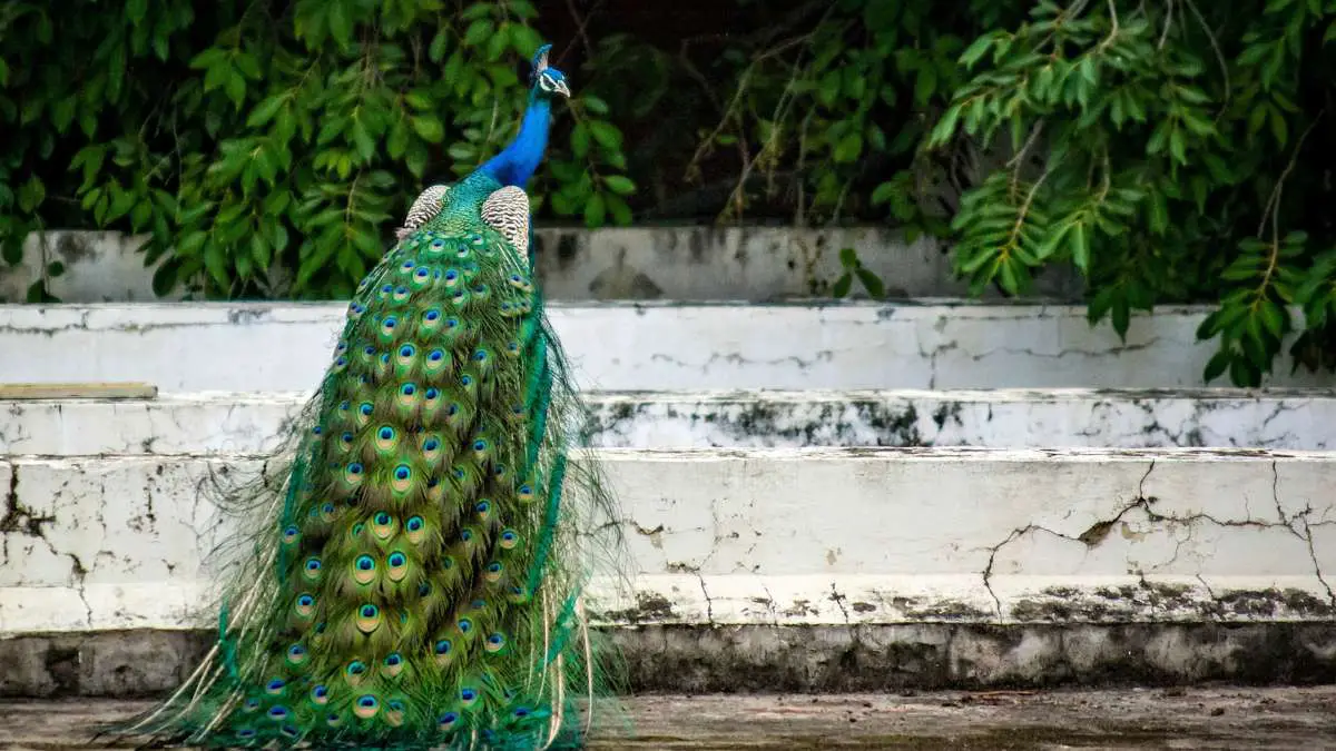 Where Did Peacocks Originate from