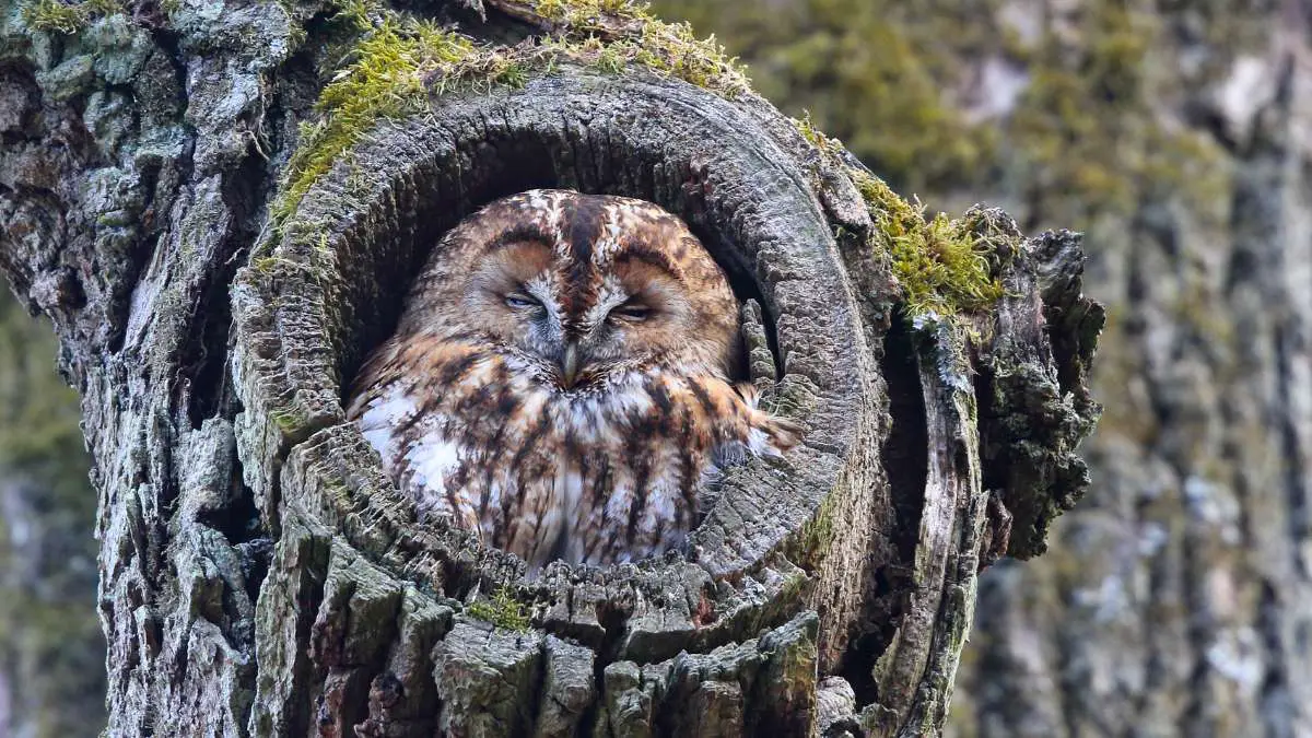 Where do owls sleep