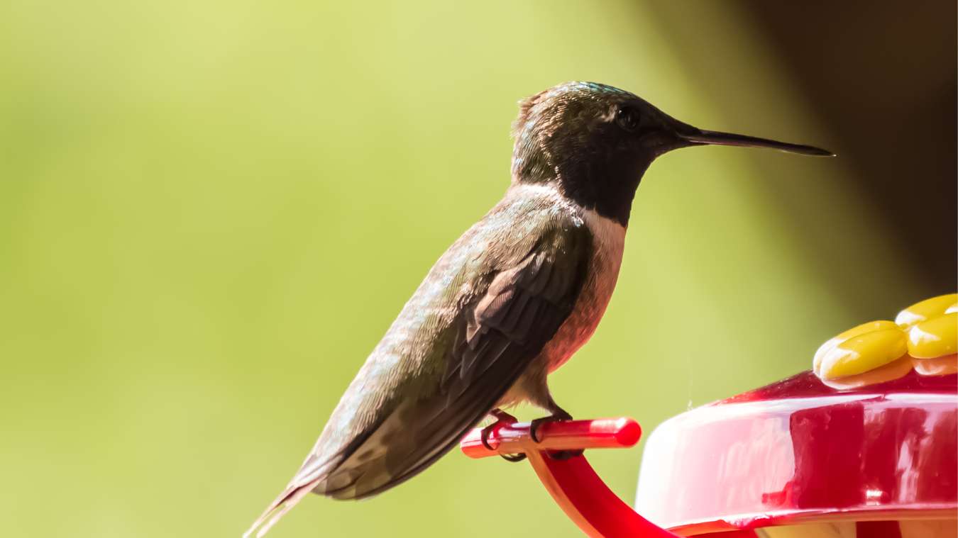 Can You Use Powdered Sugar for Hummingbird Food? It is not recommended.
