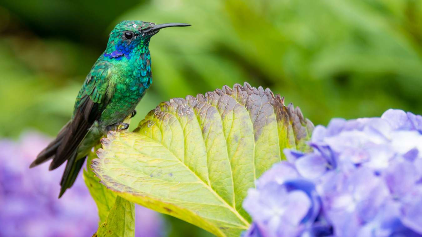 Do Hummingbirds Like Hydrangeas