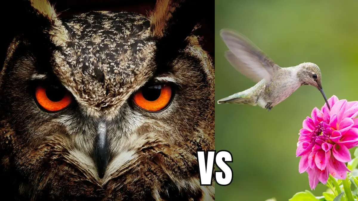Do Owls Eat Hummingbirds