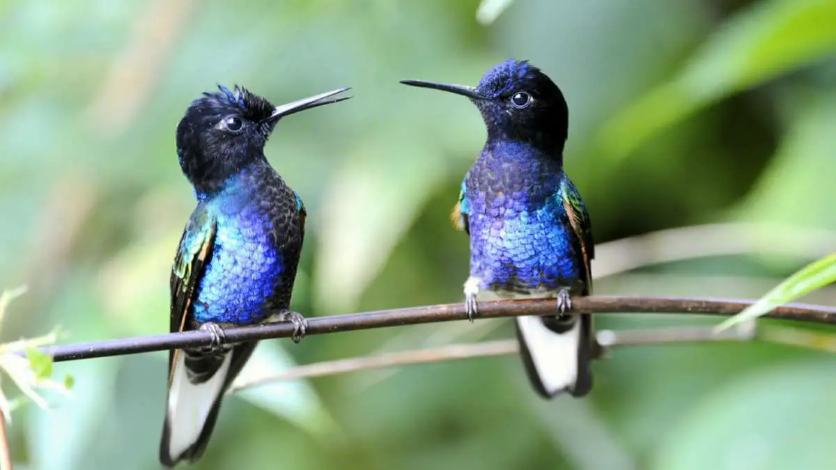 Do hummingbirds mate for life