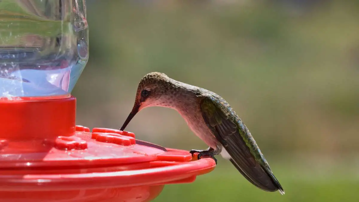 How Long Does Hummingbird Food Last? The Feeding Guide!