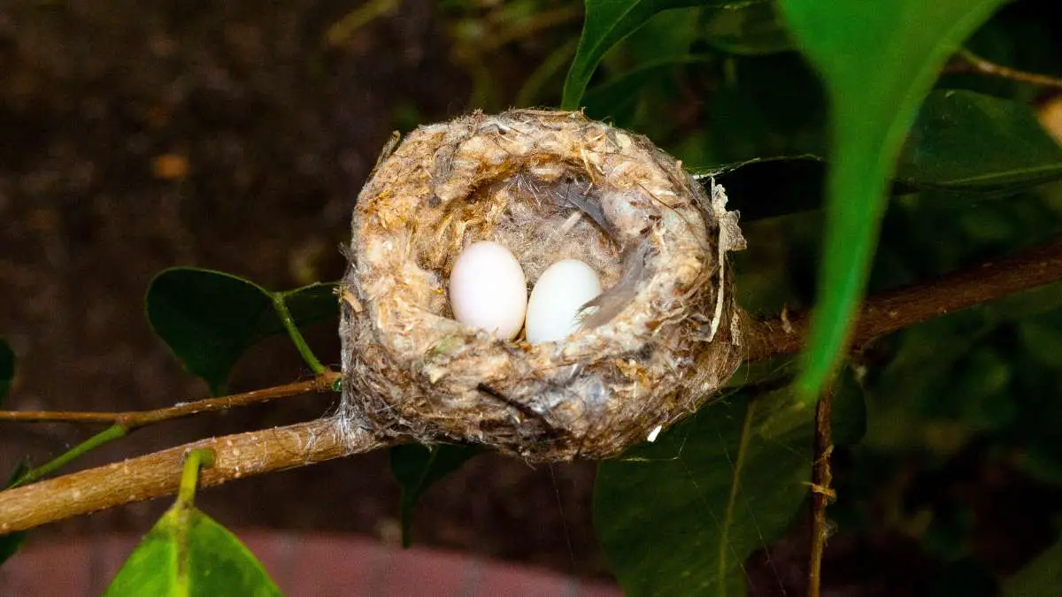 Hummingbird Eggs - What Color Are They
