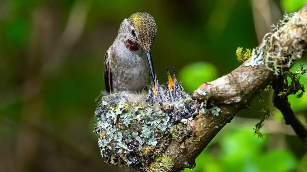 Preganant Hummingbirds