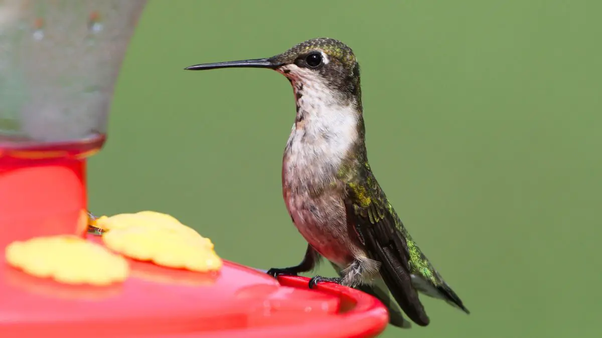 13 Things Scare Hummingbirds Away & How to Avoid Those