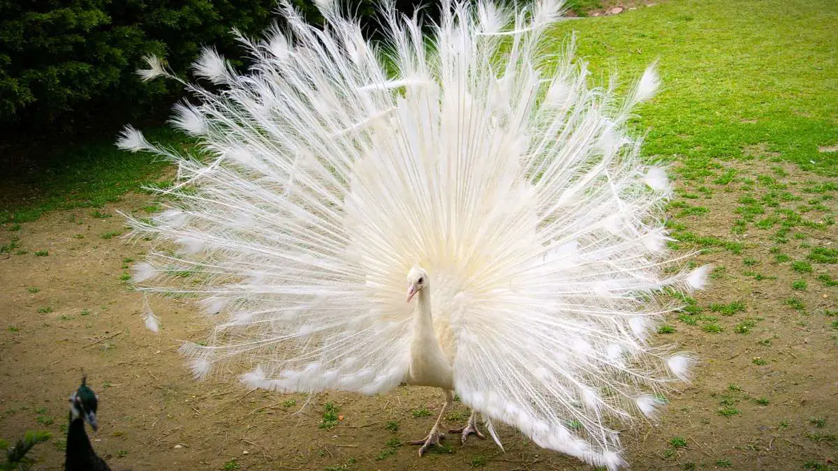 White Peacock with Spreaded Feathers
