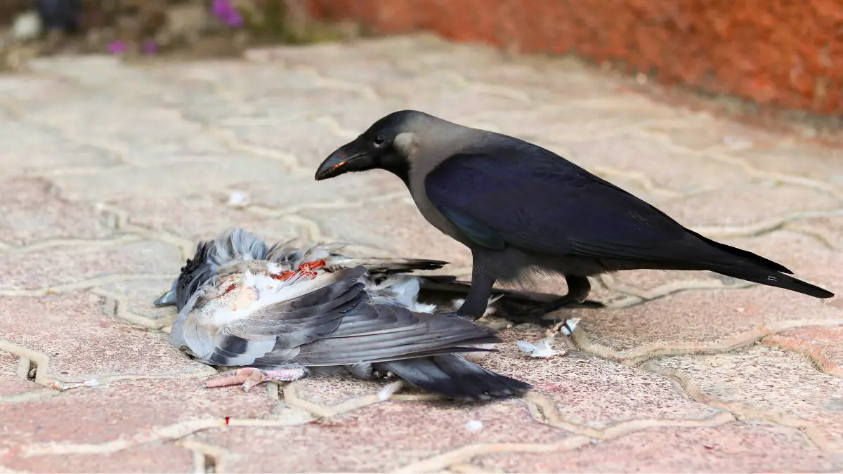 Are Crows Scavengers? YES!