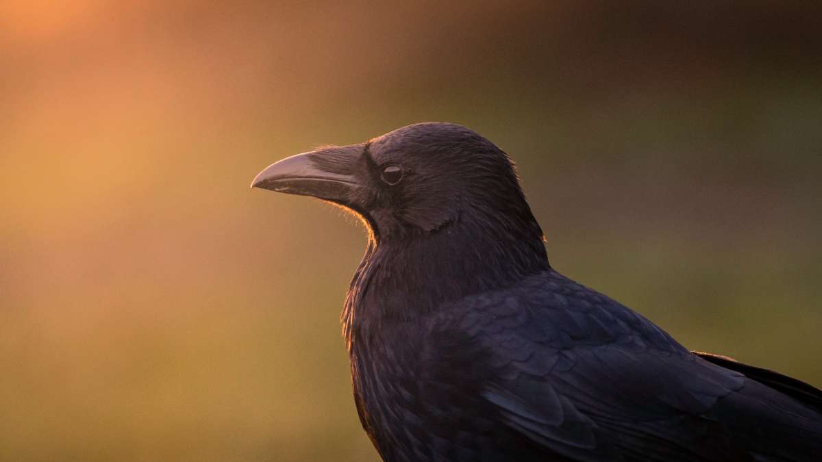 Crow Sleeping: Where, How and How long