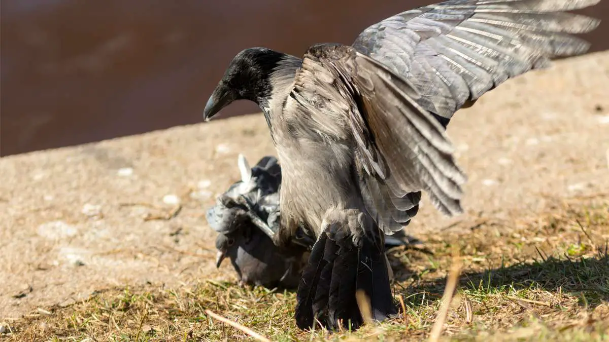 Do Crows Eat Other Birds? YES!. Here's a crow attacking a dove.