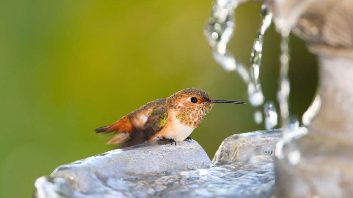 Do Hummingbirds drink water? YES! They need water to be hydrated.