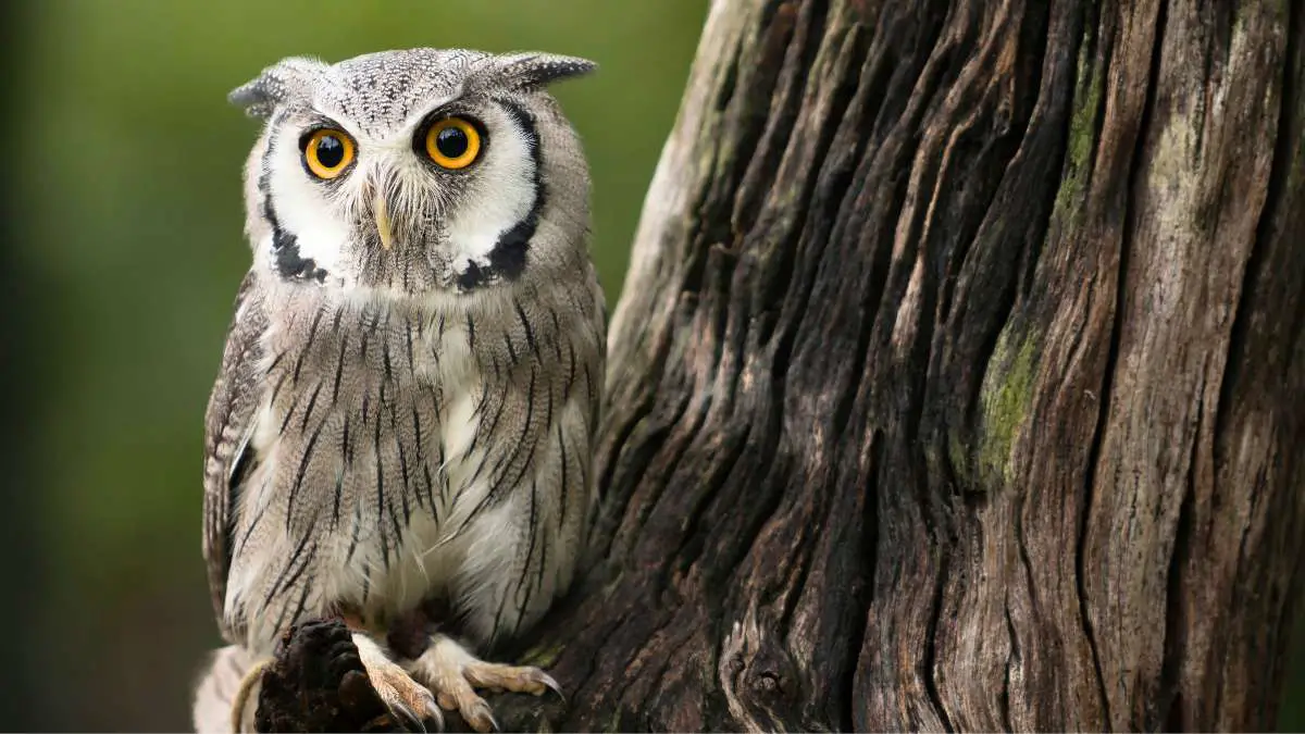 How Do Owls Kill Their Prey? Owl's efficient hunting Skill Explaied!