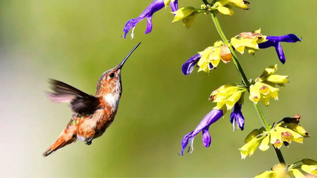 How long can hummingbirds go without food