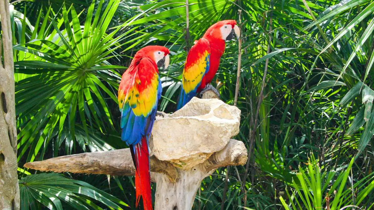 Are Macaws Endangered? YES! Some Macaw Species