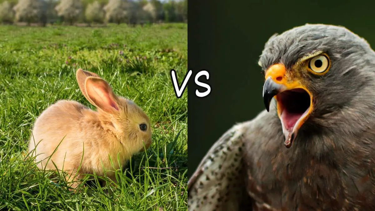 Do Hawks eat rabbits? YES!
