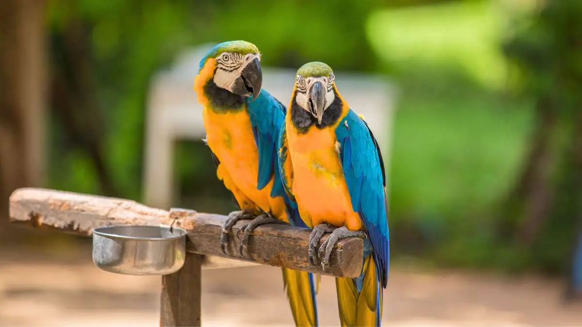 Are Macaws Good Pets?