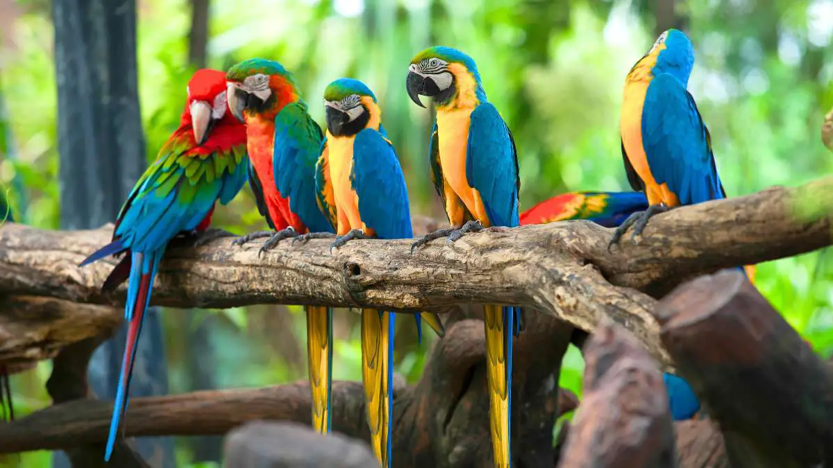 Are Macaws Parrots? YES!