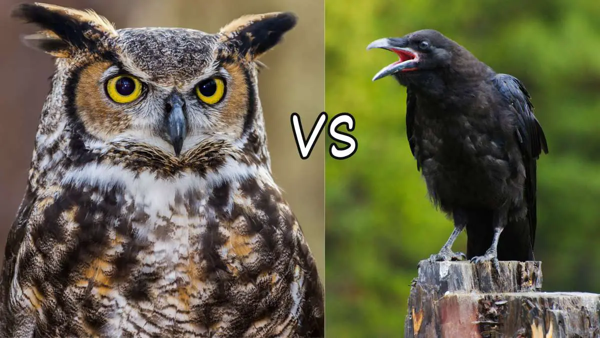 Crow Vs Owls: All About Crow Owl Fight