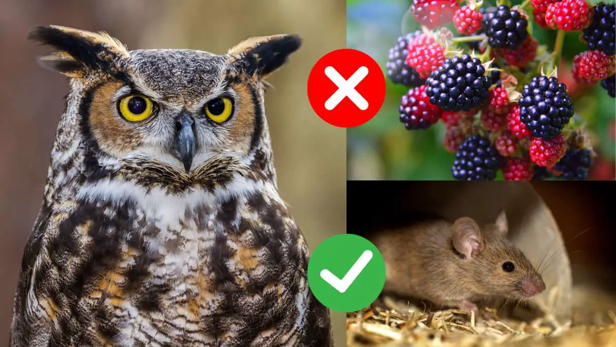 Do Owls Eat Fruit? NO!