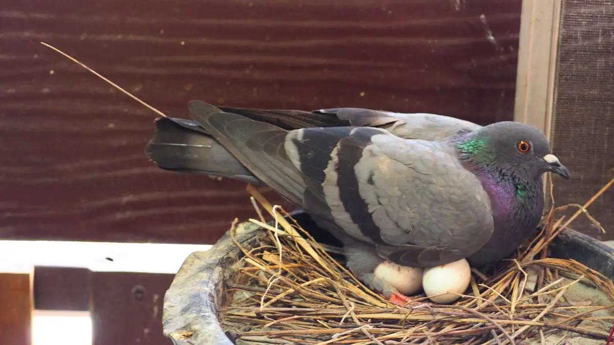 Do Pigeons Abandon Their Eggs