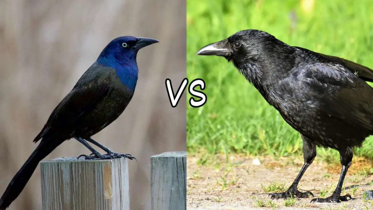 Crow vs Grackle: How to Tell the Difference