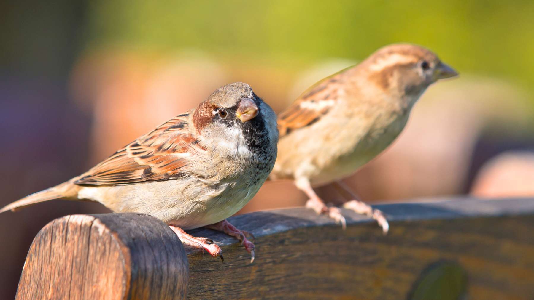 Do House Sparrows Mate for Life