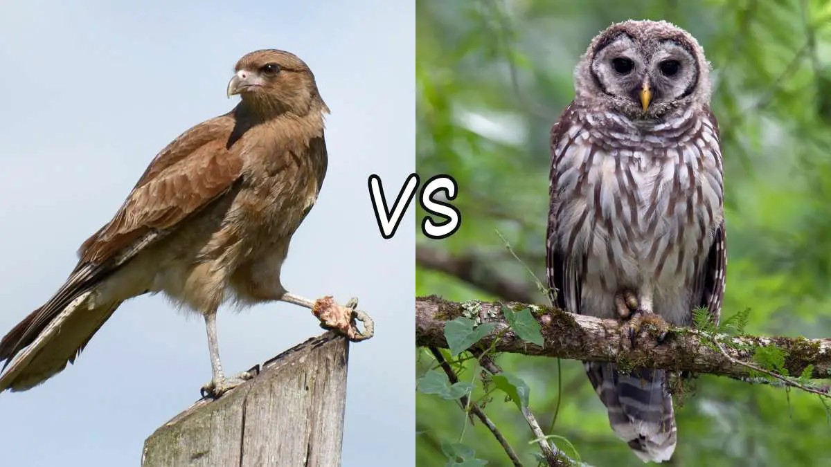 Hawk vs Owl: Differences and Similarities
