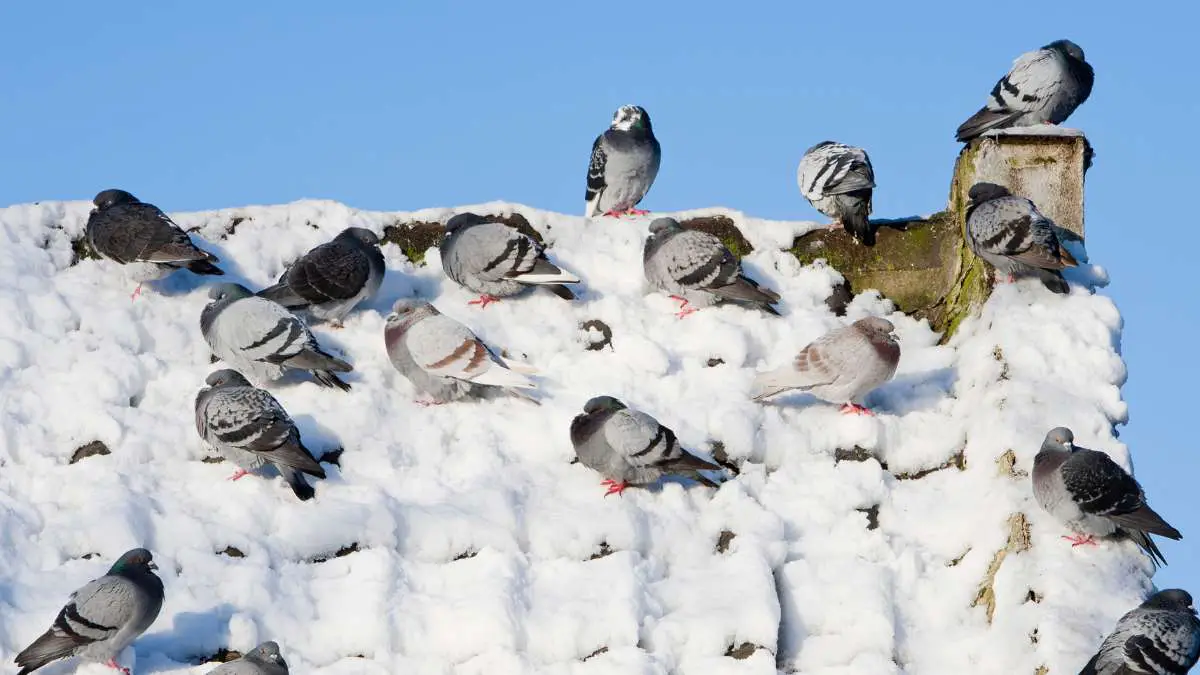 Where Do Pigeons Go in the Winter