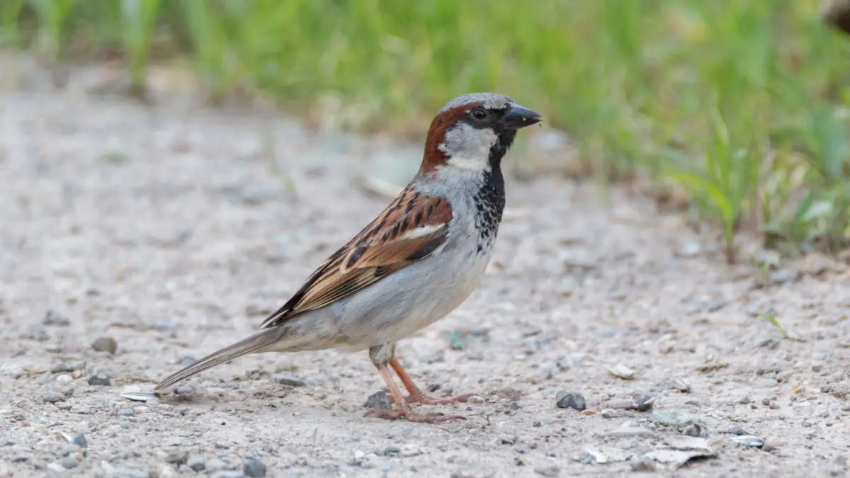 Are House Sparrows Bad?