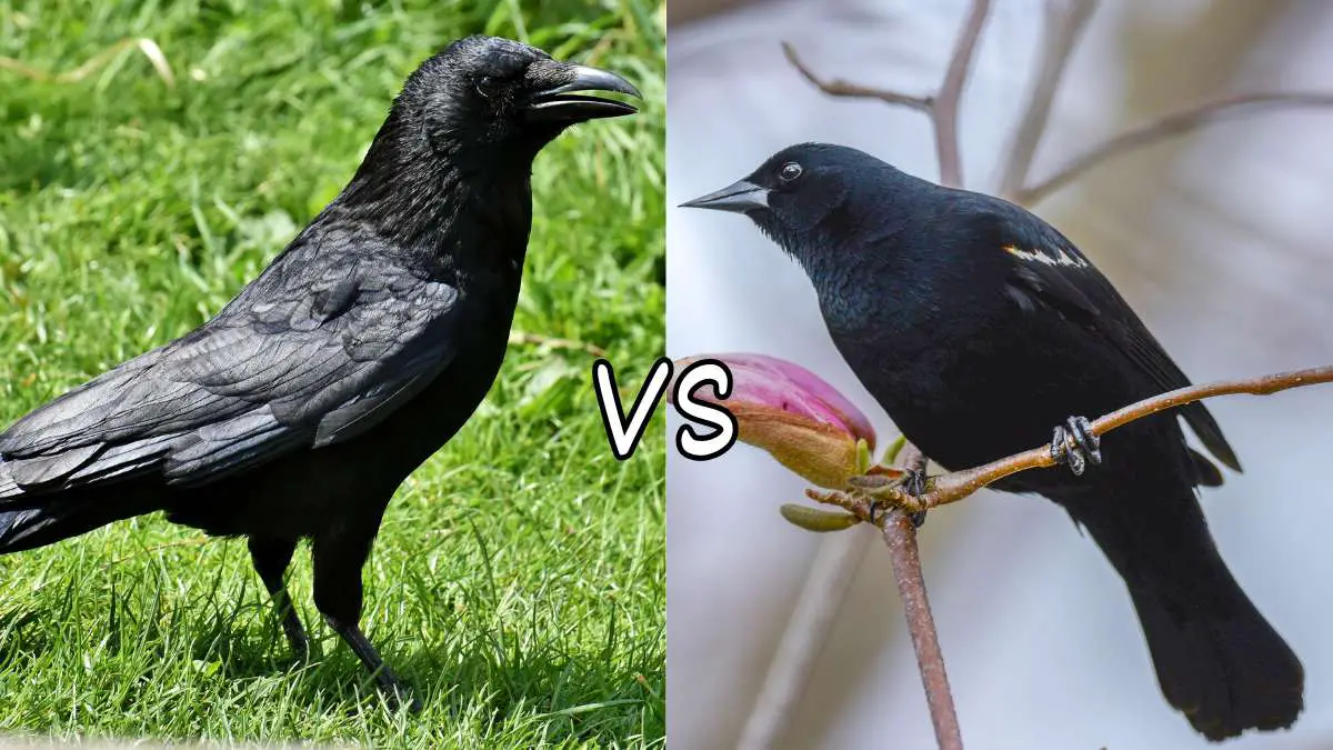 Crow vs. Blackbird: The Differences & Similarities