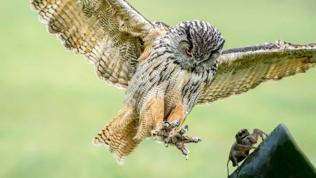 Do Owls Eat Spiders? All You Need to Know!
