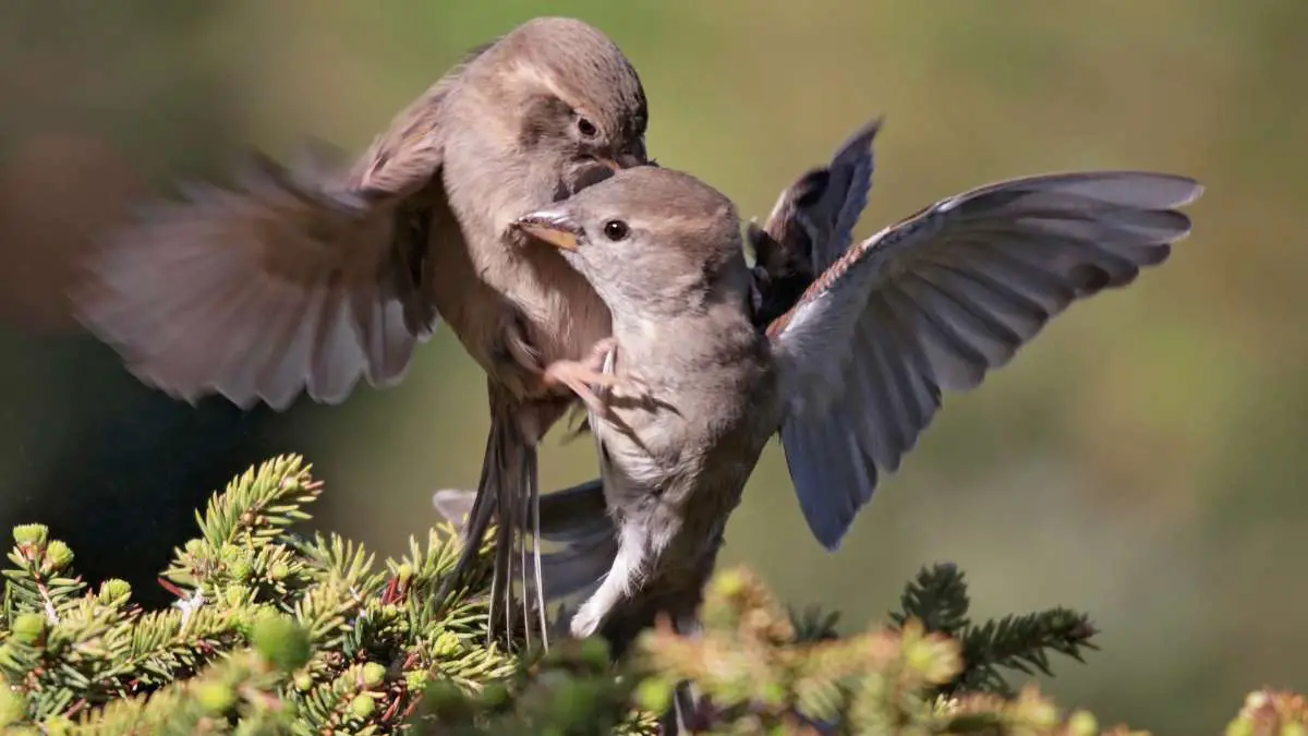 Do House Sparrows Kill Other Birds? Explained!