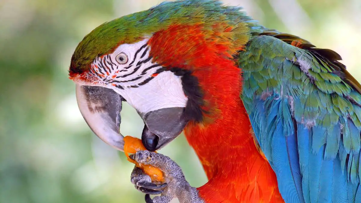What do macaws eat