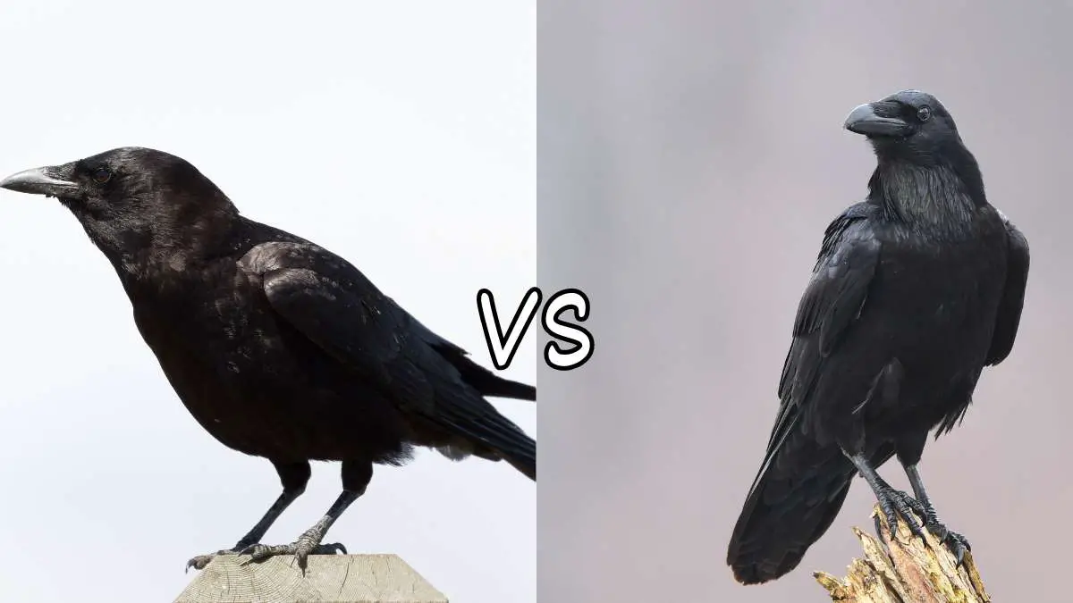Crow vs Raven Intelligence: All You Need to Know