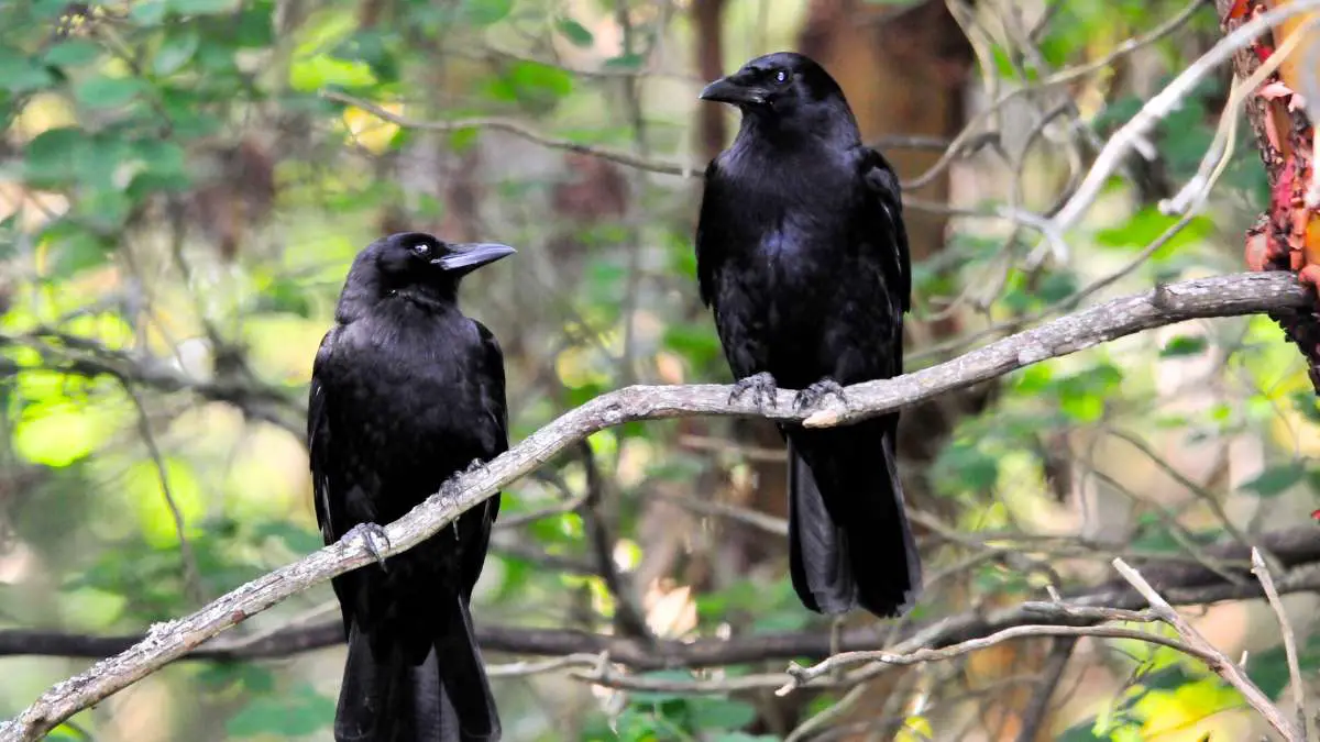 Do Crows Mate for Life? A Closer Look at Crow Behavior