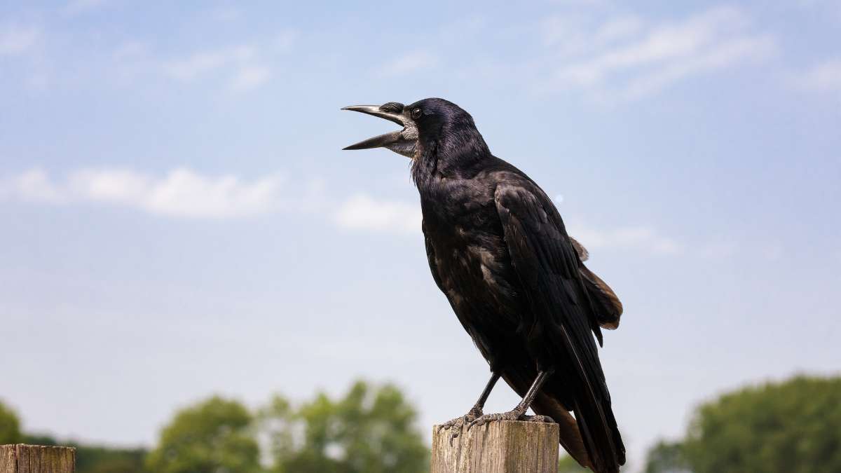 How to Get Rid of Crows: Effective Strategies and Tips