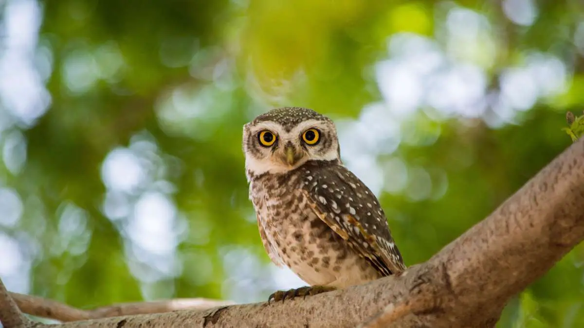 Why Do Owls Hoot During the Day? Learn All the Reasons