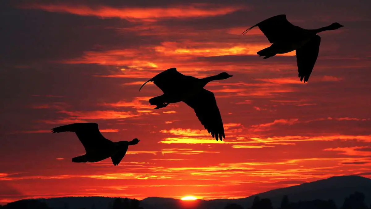 Can Geese Fly at Night