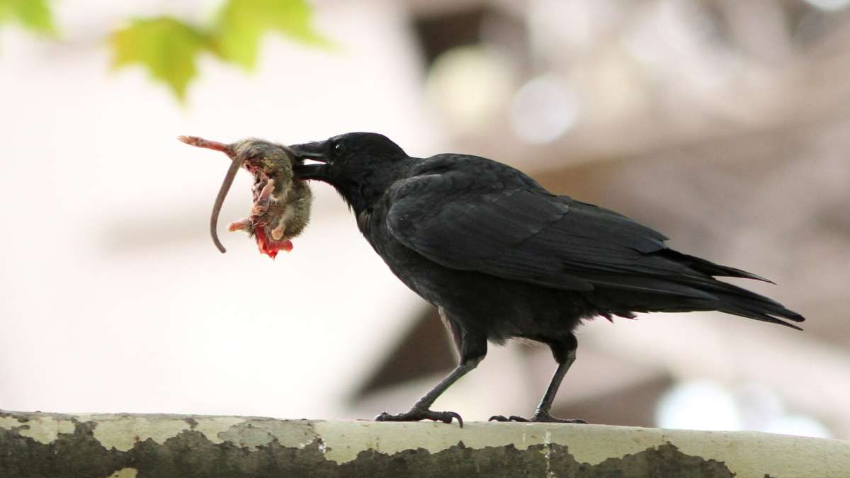 Do Crows Eat Rats? Exploring the Diet and Behavior of Crows