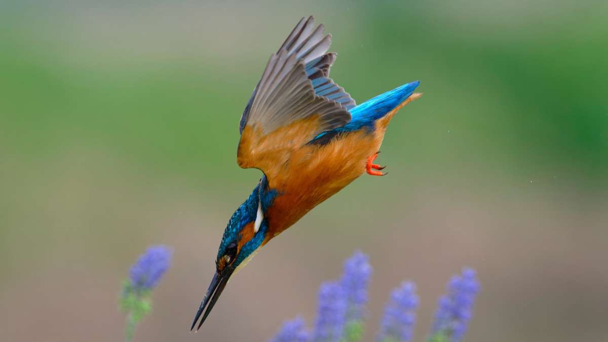 Do Kingfishers Dive for Fish