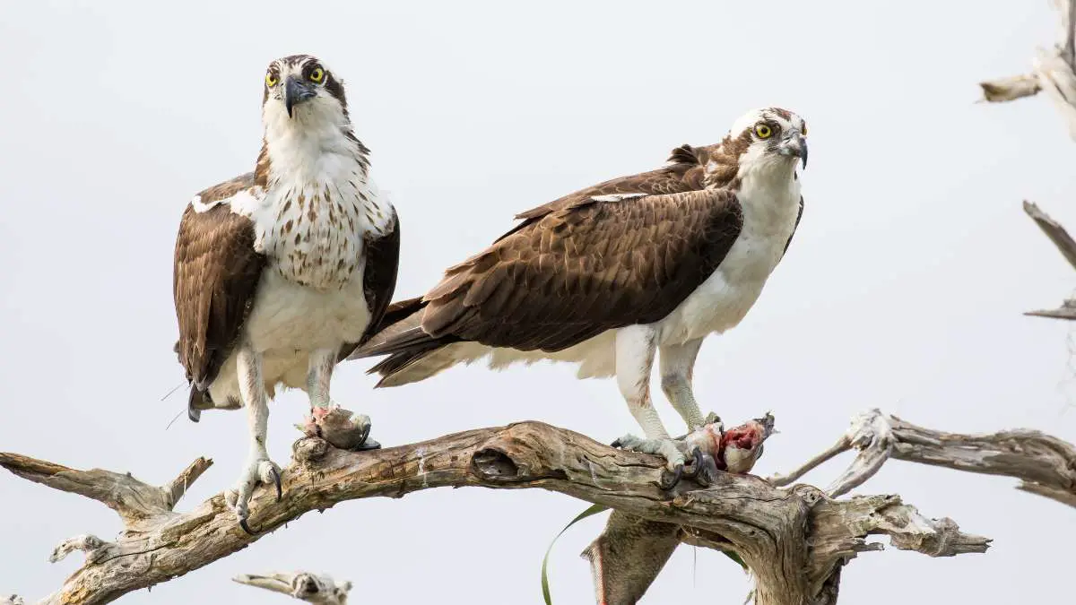 Do Osprey Mate for Life? All About Their Mating Life