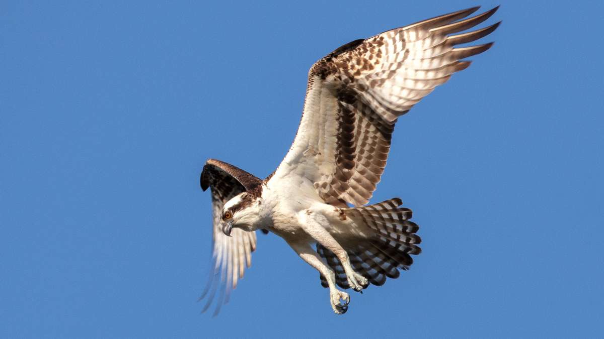 Do Ospreys Attack Humans? Exploring the Myth and Reality
