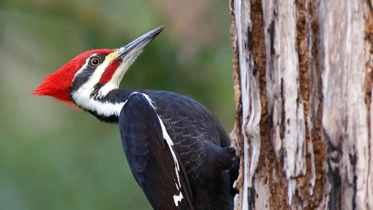 Do Woodpeckers Kill Trees