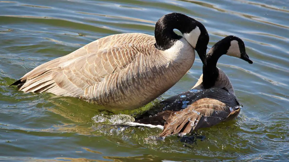 Mating Behavior of Geese: Do They Mate for Life?