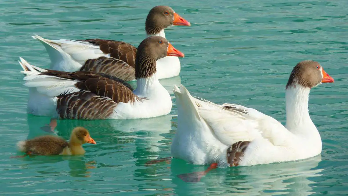 Do Geese Swim? Everything about Aquatic Abilities of Geese