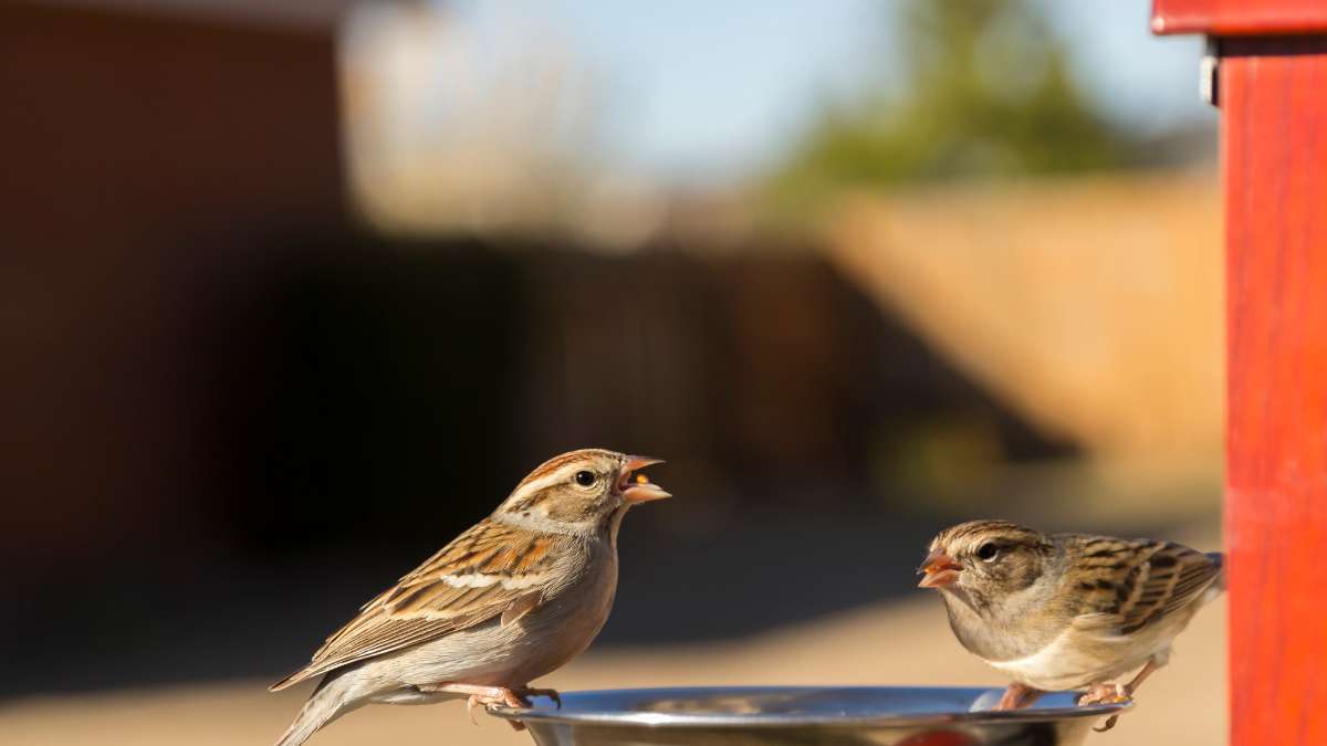 Do sparrows eat rice